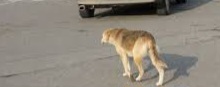 معمای حل نشده سگ‌های بی‌صاحب در مرند