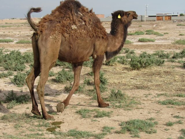 تولید سالانه ۱۲۰ تن گوشت شتر در شهرستان اسکو