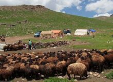 کوچ عشایر شمال غرب کشور به مراتع آذربایجان شرقی آغاز شد