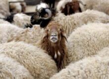 کشف ۹ راس گوسفند سرقتی در مرند
