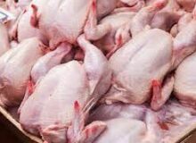 جریمه ۲۱ میلیاردی مرغداری متخلف در مرند