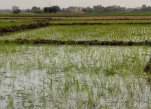 ظرفیت تبدیل برنج در گیلان به 1/2 میلیون تن رسید