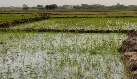 ظرفیت تبدیل برنج در گیلان به 1/2 میلیون تن رسید