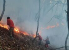 نابودی بیش از 100 هکتار از جنگل‌های دیزمار جلفا