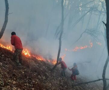 نابودی بیش از 100 هکتار از جنگل‌های دیزمار جلفا