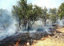 آتش سوزی در حریم پارک ملی دریاچه ارومیه مهار شد