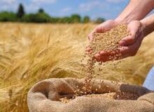 26 تن گندم قاچاق در هشترود